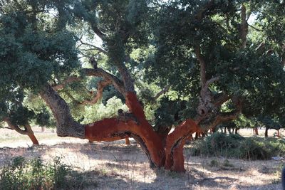 Tous nos produits de Sardaigne