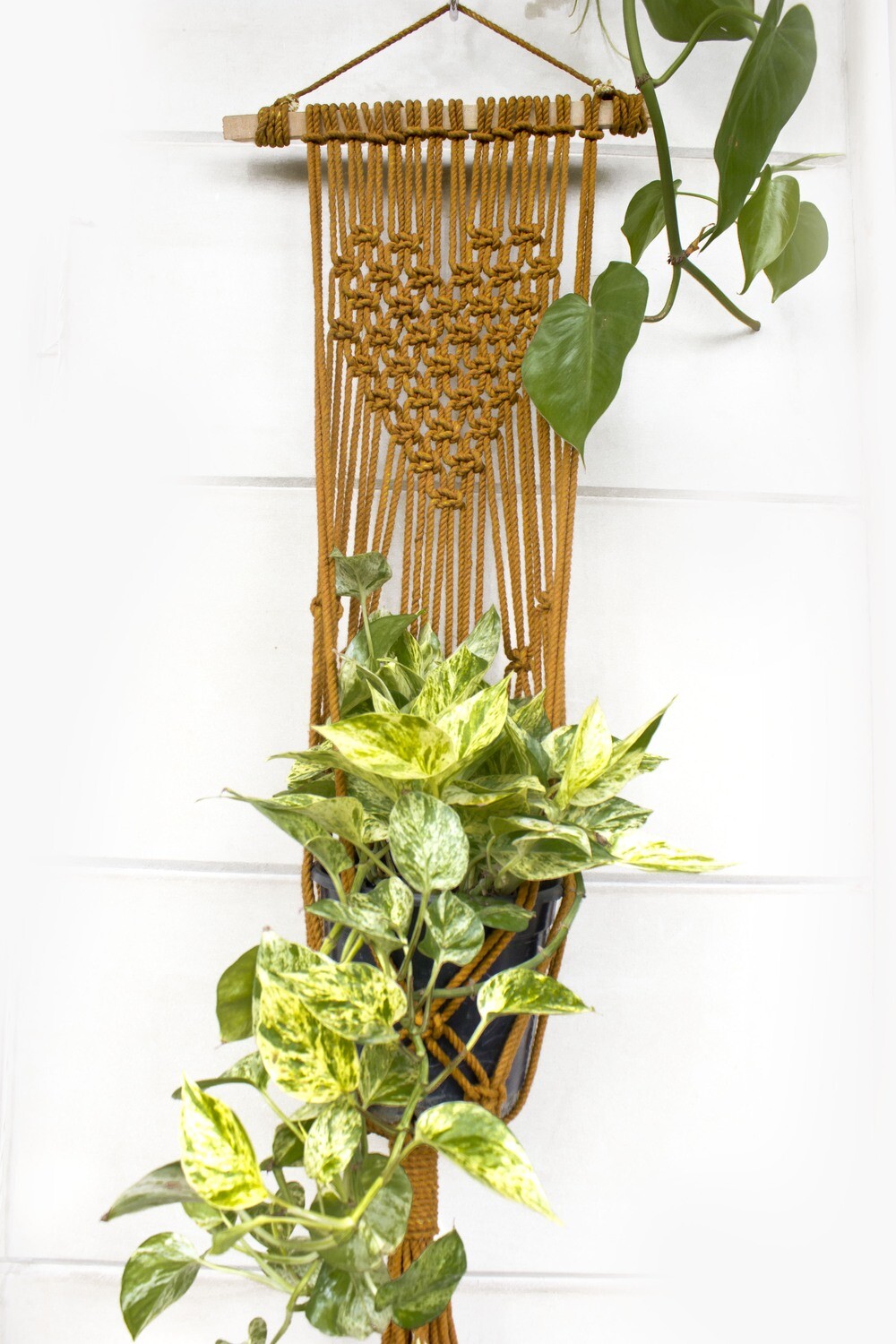 Mighty Heart plant hanger