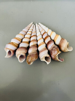 Worn Snail Shells
