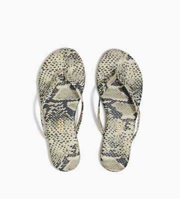 Tkees Studio Exotic in Sandsnake