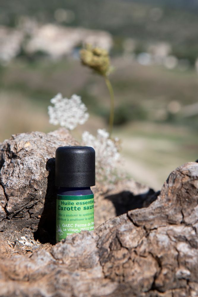 Huile essentielle de Carotte sauvage BIO 5 mL