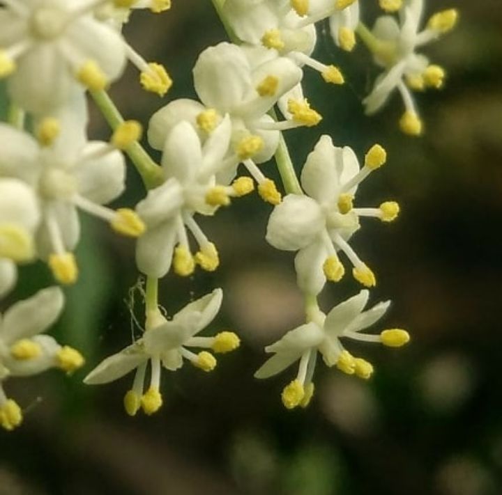 Vinaigre à la fleur de sureau BIO 25 cL