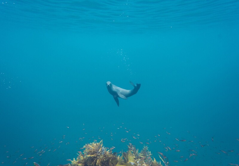 Fur Seal
