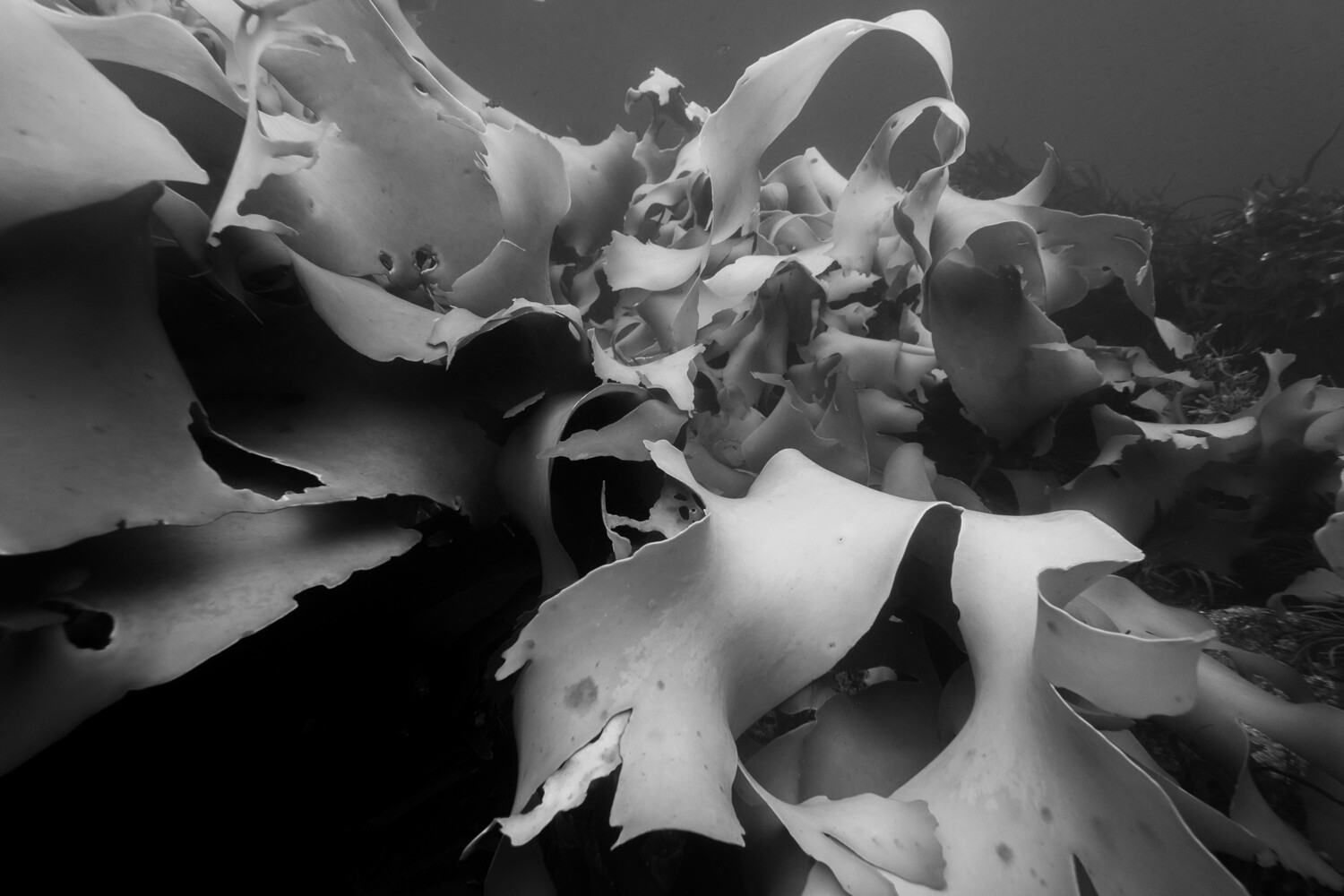 Bull Kelp