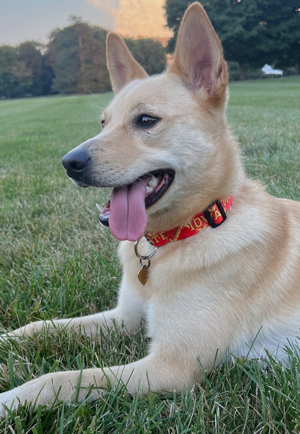 Pet Collars, ALL Pet Collars, ALL