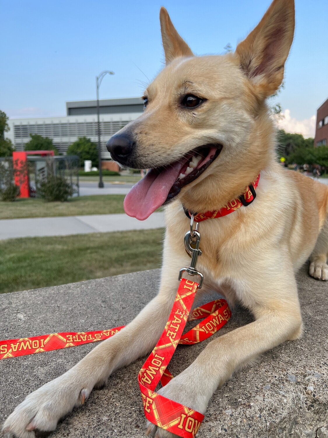 Pet Leash Pet Leash
