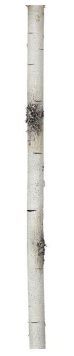 72&quot; 30MM &quot;D&quot; WIRED FOAM BIRCH BRANCH GARLAND (NATURAL)