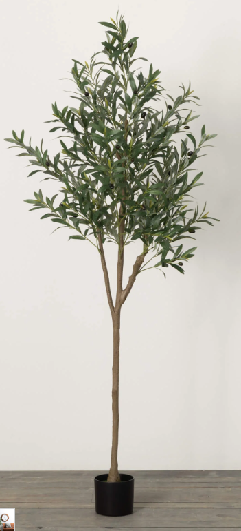 POTTED OLIVE TREE