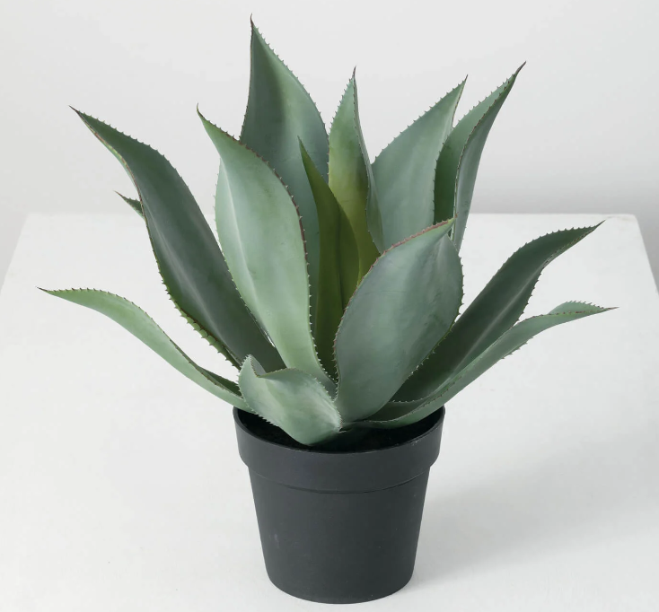 POTTED AGAVE PLANT