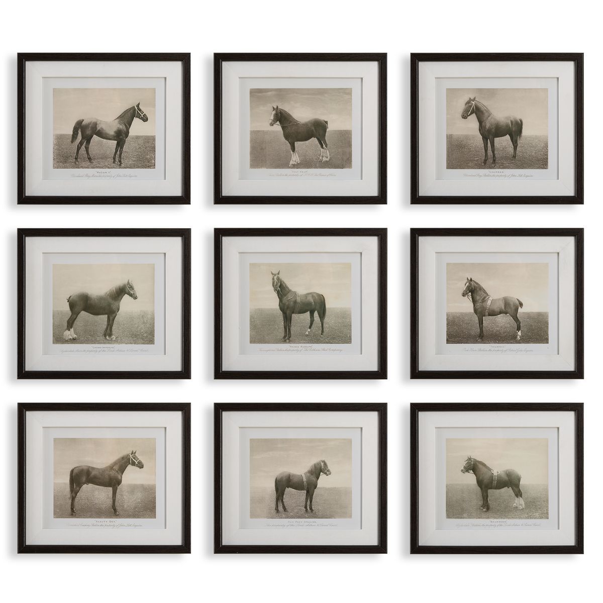 Equine Dynasty Framed Prints, S/9 16 W X 14 H X 2 D (in)