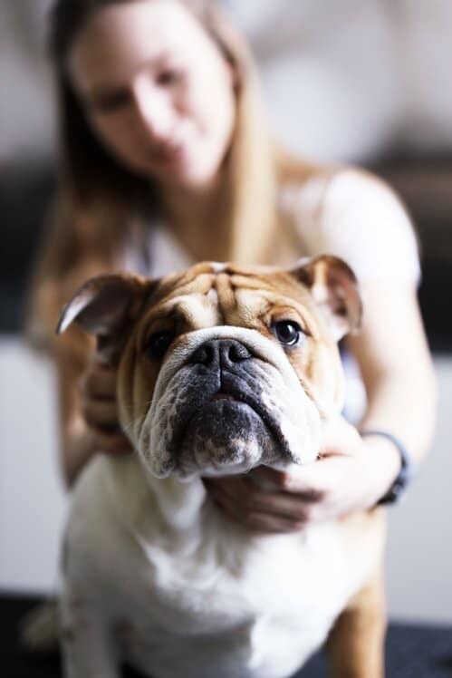 Livre numérique &#39;&#39;Comprendre mon chien, son langage, ses émotions et ses comportements&#39;&#39;