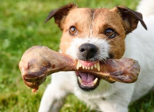 Formation en ligne &#39;&#39;La protection de ressources chez le chien: comprendre, prévenir, traiter!&#39;&#39;
