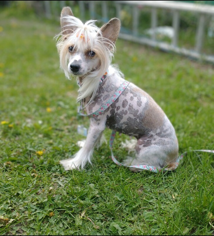 Cours express &#39;&#39;Comment se rendre amical pour le chien + Comment agir s&#39;il est peureux ou craintif + Langage canin et humain&#39;&#39;
