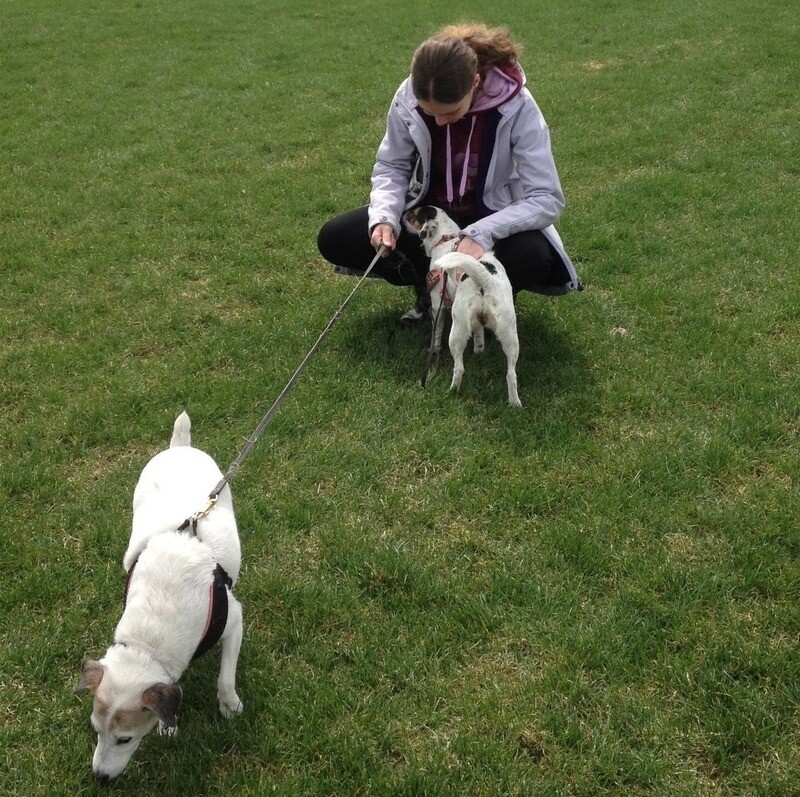 Cours express sur l&#39;introduction d&#39;un second chien - Pour une rencontre pacifique et une bonne entente entre les 2