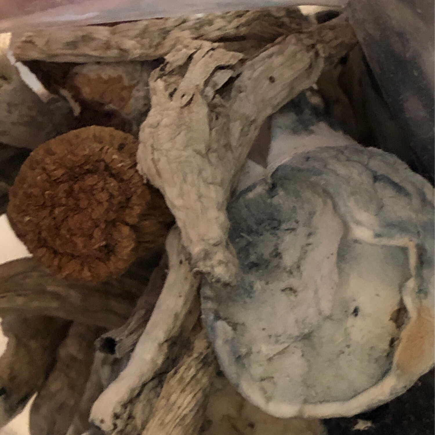 Psilocybin Magic Mushrooms Ecuador 7g