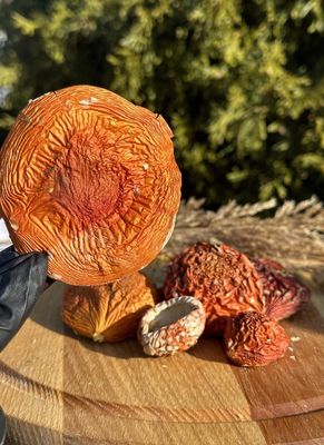 Amanita Muscaria Fly Agaric 7g Amanita Muscaria Fly Agaric 7g