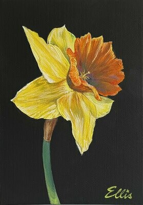 'Single Daffodil'