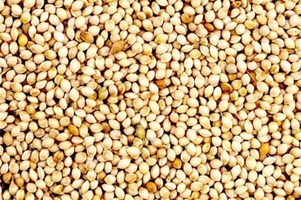 Avigrain White French Millet 20kg