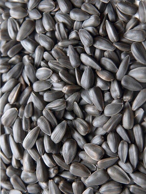 Avigrain Sunflower Black 15kg