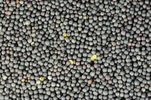 Avigrain Canola 20kg
