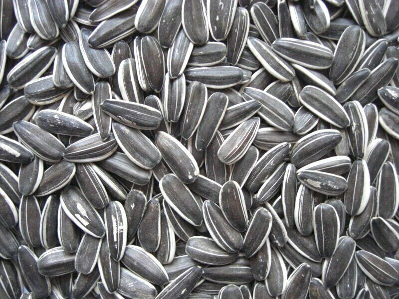 Avigrain Grey Stripe Sunflower 15kg