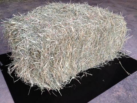 Hay Rhodes Grass