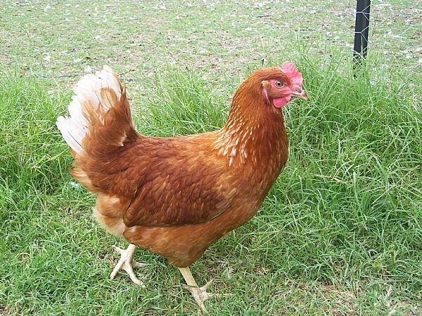 Chook Point of Lay Hen
