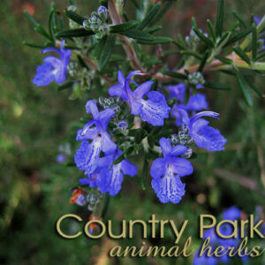 Rosemary Herb Cut