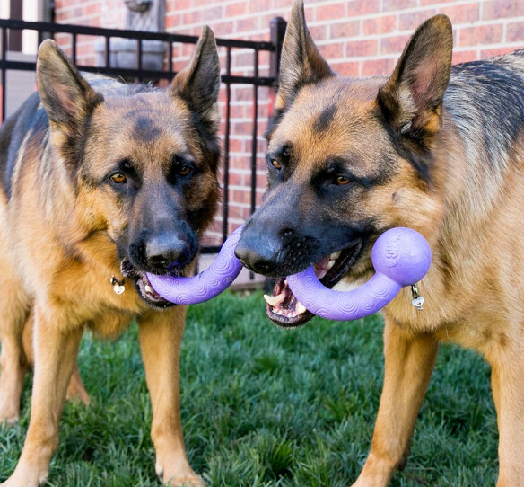 Kong Dog Ogee Stick Med