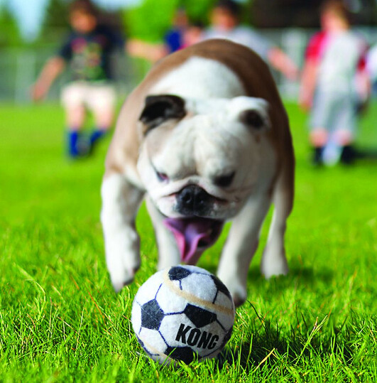 KONG Sport Balls Assorted 3 pack Medium