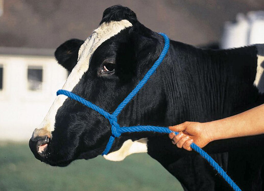 Halter Poly Rope Calf Blue