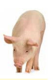 Riverina Pig Concentrate 50% 20kg