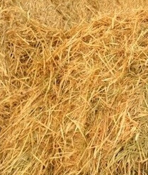 Hay Barley