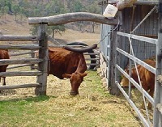 BACKRUBBER 3M Self Oiling