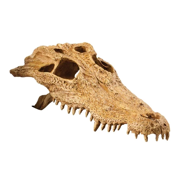 Exo Terra Crocodile Skull - Medium