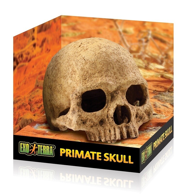 Exo Terra Primate Skull - Large