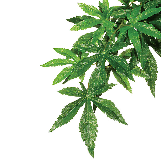 Exo Terra Forest Plant - Abutilon Medium