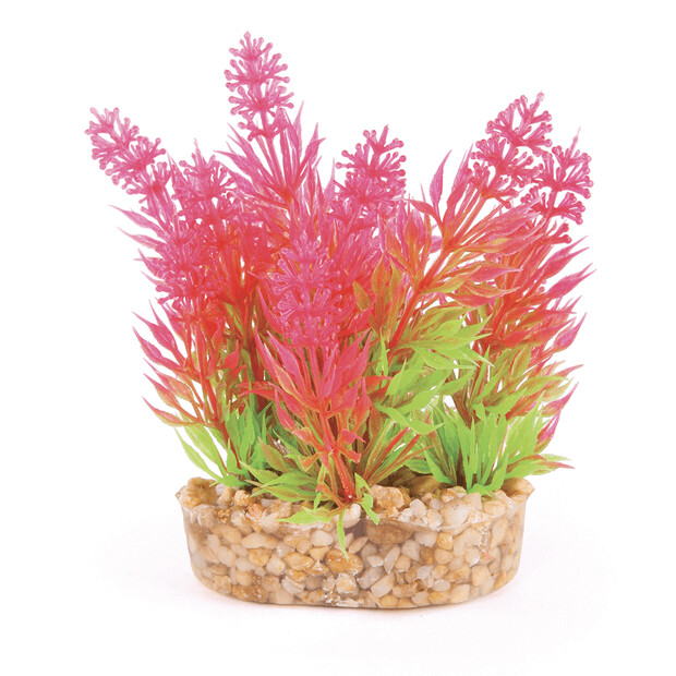 Kazoo Mini Plants Assorted Mini 10 cm