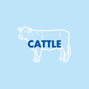 Cattle