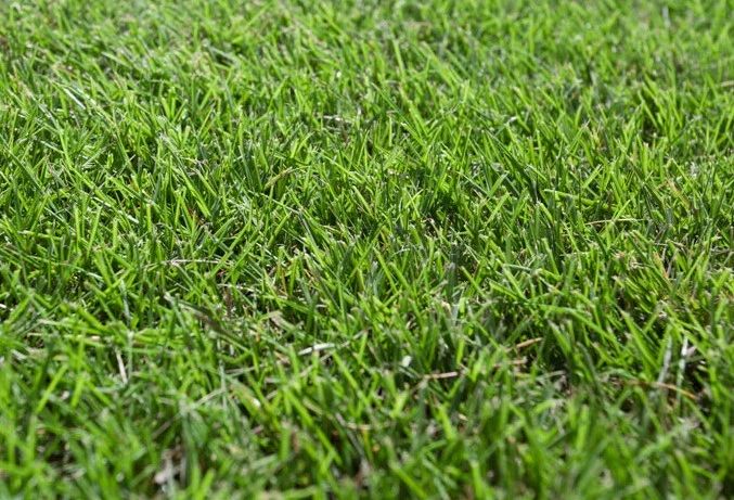 Seed Pasture Couch UnHulled 5kg