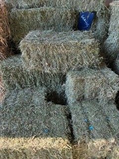 Hay Grassy Lucerne