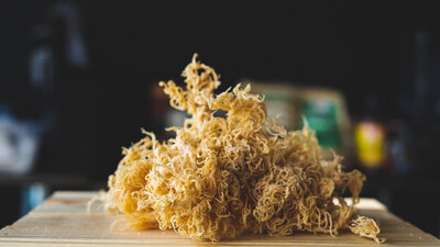 Wildcrafted Raw Eucheuma Cottonii (Gold) Sea Moss