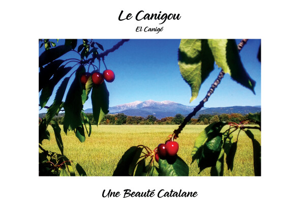 Carte Postale "Le Canigou et les Cerises"
