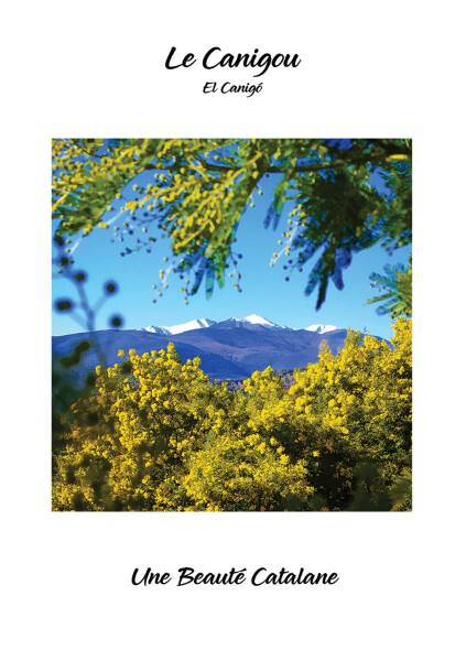 Carte Postale "Le Canigou et les Mimosas"
