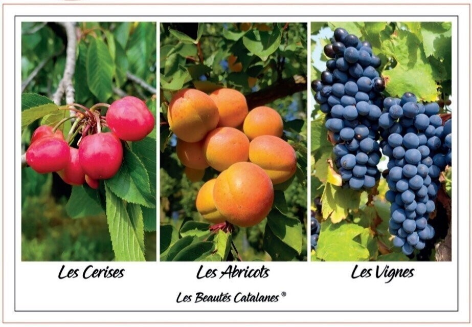 Torchon "Fruits et Saisons"