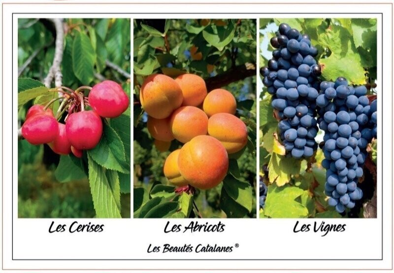Torchon "Fruits et Saisons"