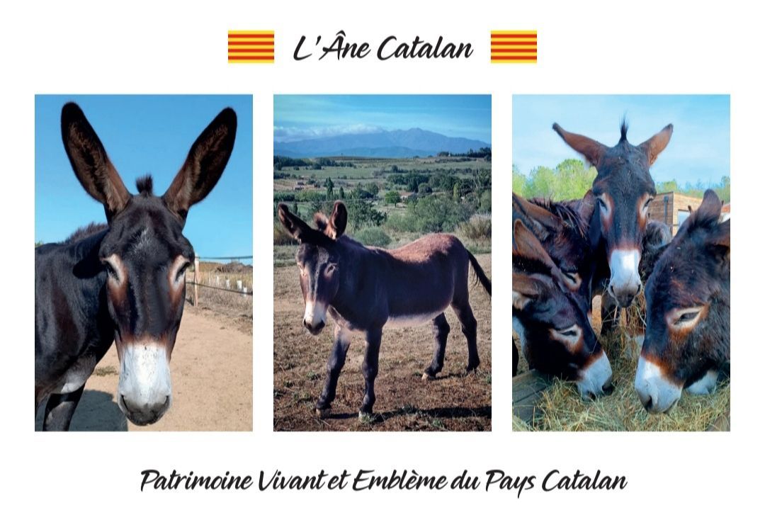 Carte Postale "L'Âne Catalan"