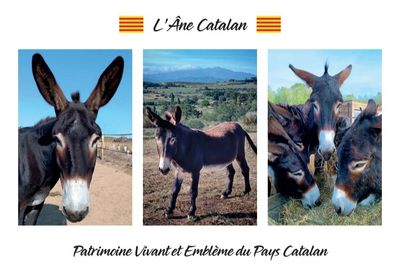 Carte Postale "L'Âne Catalan"