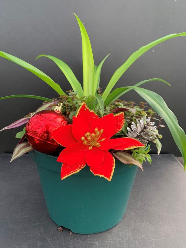 Green Spider Plant, Creeping Turtle Vine, Inch plant, Variegated Ice Plant in 10-inch pot