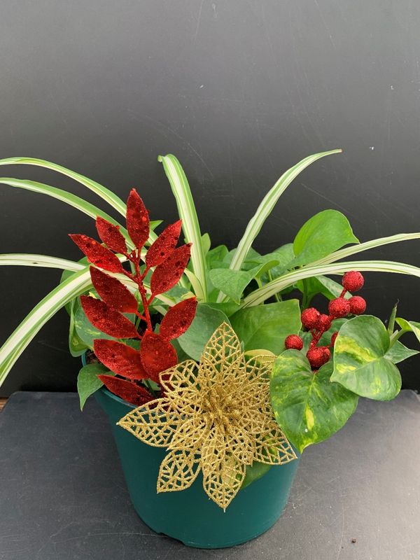 Variegated Spider Plant, Pothos Ivy in 10-inch pot